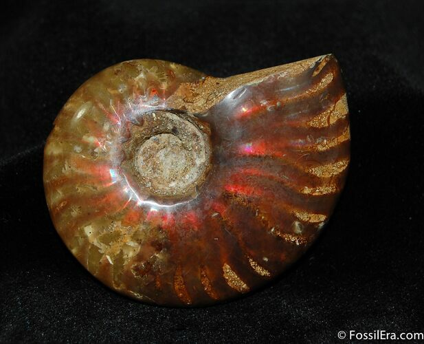 Iridescent Red Ammonite Inches #427